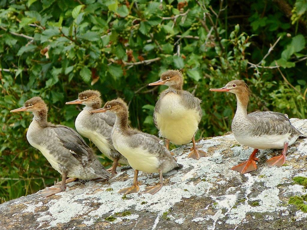 Red-Breasted Mergansers (Mergus serrator) by LakeClarkNPS is marked with Public Domain Mark 1.0.
